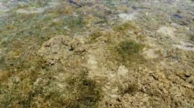 Dalgalar. Deniz dibi. Ölü resif. Yakın plan. Su yosunlarıyla kaplı ölü bir resif. Kızıl denizin dibi kıyıya yakın, alçak gelgitte..