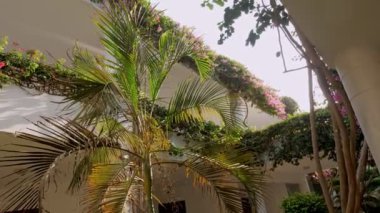 Avlu. Villada. Otelde palmiye ağaçları olan tropik bir bahçe. Pembe begonviller otelin balkonlarını süslüyor.