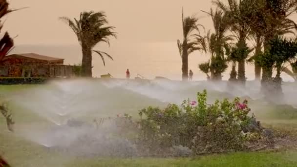 Gräsbevattning. Gräsmatta bevattningssystem. Gräsmatta sprinkler. Bevattningssystem. vatten sprinklers arbetar, vattna gräsmattan gräs i den tropiska trädgården med palmer. — Stockvideo