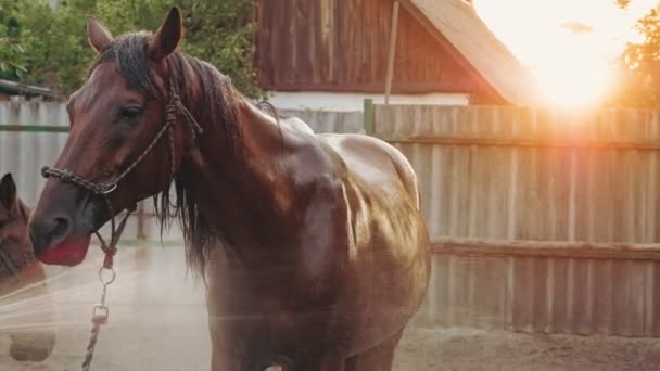 Lógondozás. barna lovat mosnak locsolótömlővel, naplementekor, a meleg nyári napfény fényében, egy farmon vagy egy farmon. a ló mosási folyamata — Stock videók