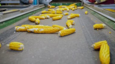 Taşıyıcı banttaki mısır koçanları. Yakın plan. Yapraksız mısır koçanları otomatik taşıma bandında hareket ediyor. İşçiler hammaddenin kalitesini kontrol eder. Tarım işi. Mısır işleme fabrikası. Tarım.