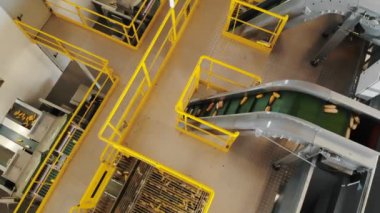 Mısır. Mısır tohumu üretimi. Mısır işleme fabrikası. Mısır tohumlarının üretimi, alımı ve satışı için bir girişim. Tarım işi. Tarım.