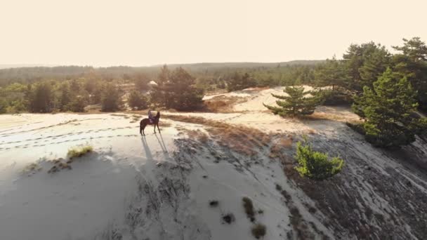 말타기. 동등 함. 아레로. 위에서 본 모습. 말 과 기수의 실루엣이야. 모래 언덕에서, 소나무 숲 위로, 해질 녘, 태양 광선 아래서 말을 타고 가고 있는 여성. — 비디오