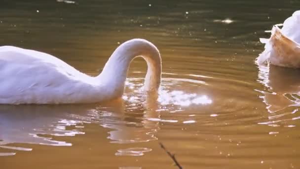 Лебеди пасутся в пруду или озере, на закате, на солнце. крупным планом. Лето. городской парк. утки и лебеди кормятся на дне пруда. — стоковое видео