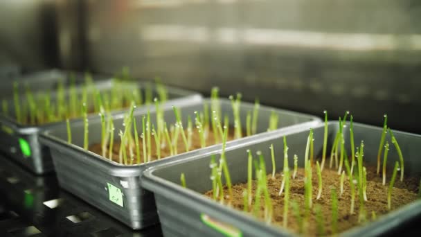 Sprouted corn seeds. close-up. laboratory containers with sprouted in soil corn seed samples, seedlings. breeding modified varieties of crops. Testing grain germination — Stock Video