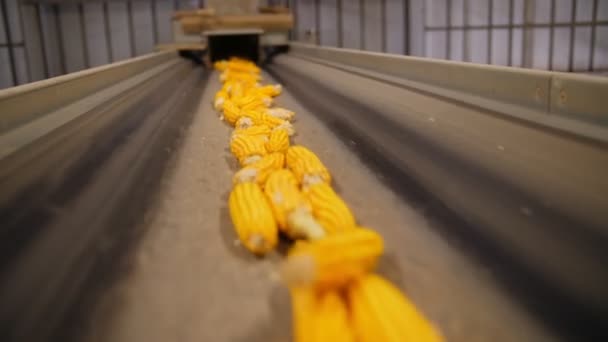 Καλαμπόκι. παραγωγή σπόρων καλαμποκιού. Εργοστάσιο επεξεργασίας καλαμποκιού. επιχείρηση παραγωγής, προμήθειας και προετοιμασίας για την πώληση σπόρων αραβοσίτου. Αγροτικές επιχειρήσεις. Γεωργία. — Αρχείο Βίντεο