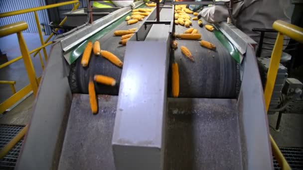 Corn cobs on conveyor belt. close-up. de-foliated corn cobs are moving on automated conveyor belt. workers control quality of raw materials. Agribusiness. Corn processing factory. Agriculture. — Stock Video