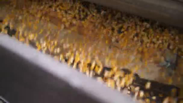 Кукурудза. лінія очищення насіння кукурудзи. переробний завод. крупним планом. переробка насіння кукурудзи, зерна . — стокове відео