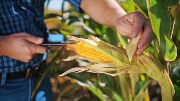 Plantação de milho. close-up. Agricultor inspeciona a qualidade, maturação do milho, usando tablet digital, examina a cultura do milho antes da colheita. Agronegócio. Fazenda de milho. Hora da colheita. — Vídeo de Stock