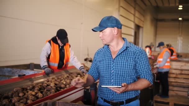 Aardappeloogst. Aardappelen sorteren. boer inspecteert de kwaliteit van aardappelgewas, met behulp van digitale tablet. werknemers sorteren en slachten aardappelen, op transportband machine, op de achtergrond — Stockvideo