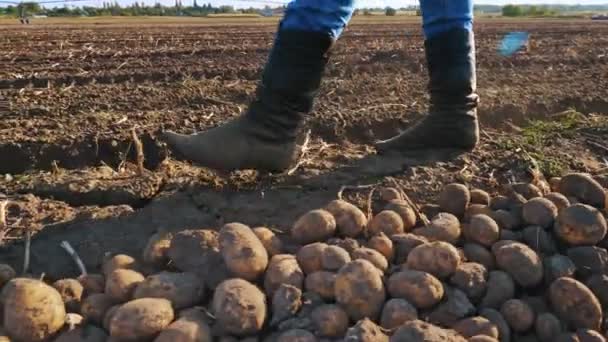 Boer in laarzen loopt over het veld. close-up. benen in landbouwlaarzen. aardappeloogst. landbouw. bij zonsondergang — Stockvideo
