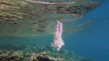 Denizde çöp. Denizin plastik kirliliği. Kullanılmış, beyaz plastik torba mercan resifinin üzerinde yavaşça sürükleniyor, suyun altında, güneş ışığında. Plastik atık çevresel kirlilik sorunu