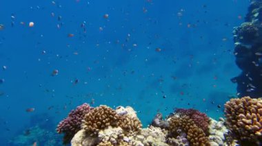 Su altı mercan kayalıkları. Su altı mercan bahçesi, güneş ışığında, sayısız küçük, renkli, parlak, egzotik resif balığıyla. Deniz hayatı. deniz dünyası.