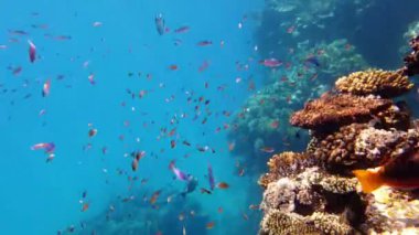 Su altı mercan kayalıkları. Balık sürüleri. sayısız farklı renkli, egzotik resif balığı mavi denizde yüzer ve güneş ışınları altında parlar. Okyanus ya da denizdeki su altı yaşamı. inanılmaz deniz manzarası.