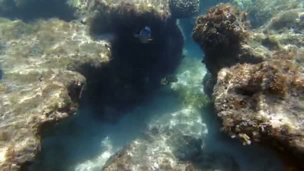 Podmořský korálový útes. Podmořská korálová zahrada, na slunci, s pestrobarevnými exotickými rybami. Mořský život. mořský svět. Podvodní tropické ryby a korálové zahrady. — Stock video