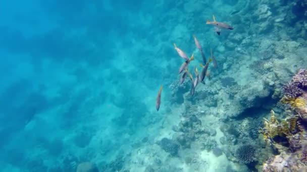 Undervattens korallrev. havsbotten, överväxt med koraller, syns under ett lager av blått havsvatten med exotisk fisk. undervattens korall trädgård kustlandskap, i solljus. havsvärlden. Marint liv. Undervattens — Stockvideo