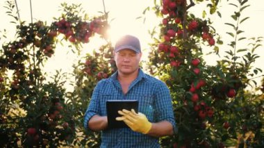 Elma hasadı. Tabletli çiftçi. Hasat teftişi. Tarım uzmanı, gün batımında elma bahçesinde çalışırken dijital tablet kullanıyor. Tarım teknolojisi.
