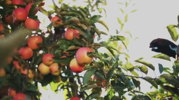 Zbieranie jabłek. organiczne owoce. hodowla jabłek. zbliżenie. zbieranie jabłek. Ogrodnictwo. żywności ekologicznej. jabłka w słońcu. ekologiczny ogród. — Wideo stockowe