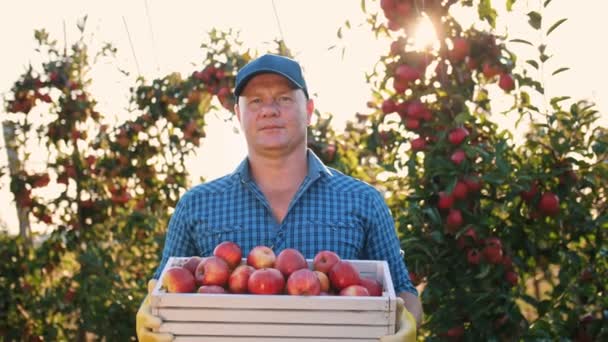 Colheita de maçã. Agricultor. apanhar maçãs maduras no pomar. fruta orgânica. cultivo de maçãs. Jardinagem. alimentos ecológicos. — Vídeo de Stock