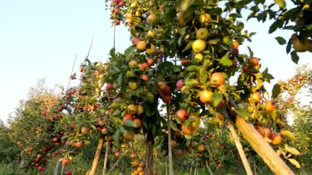 Στον κήπο με μήλα. συγκομιδή μήλων. όμορφο οπωρώνα μήλου με πολλά ώριμα, κόκκινα, ζουμερά μήλα στα κλαδιά των δέντρων, το ηλιοβασίλεμα, σε ηλιαχτίδα. βιολογικά φρούτα. Οικολογικός κήπος. Κηπουρική. βιολογικά τρόφιμα. — Αρχείο Βίντεο