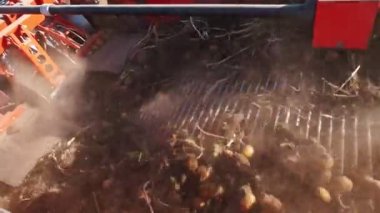 Patates hasadı. Patates biçme makinesi. Çiftlik arazisi. Yakın plan. Güneş ışınlarında patates hasat eden çiftlik makineleri ve yoğun bir toz örtüsü. Akıllı çiftçilik