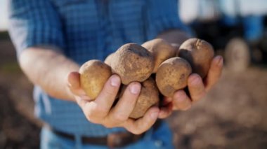 Patates hasadı. Patates yumrusu. Yakın plan. Çiftçinin elinde tarım tarlasında toplanmış taze patateslerden oluşan büyük bir yumru var..