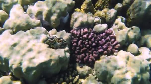 Podwodna rafa koralowa. zbliżenie. Podwodny koralowy krajobraz morski, w świetle słonecznym, z kolorowymi, egzotycznymi, tropikalnymi rybami. Życie morskie. Morski świat. Podwodny zdrowy ogród koralowy. — Wideo stockowe