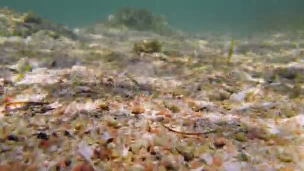 Vue sous-marine. fonds marins. Gros plan. petit fond rocheux coquillier, recouvert d'algues, à la lumière du soleil. monde marin — Video
