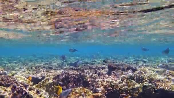 水下珊瑚礁。美丽的水下珊瑚花园海景,在阳光下,有着无数五彩斑斓、闪闪发光、异国情调的珊瑚礁鱼.海洋生物。海洋世界. — 图库视频影像