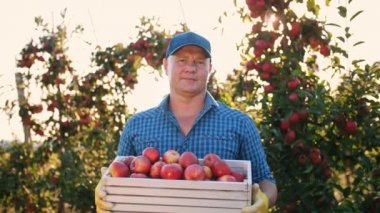 Elma hasatı Çiftçi. Meyve bahçesinden olgun elma topluyorum. organik meyve. Elma yetiştiriciliği. Bahçıvanlık. ekolojik gıda.
