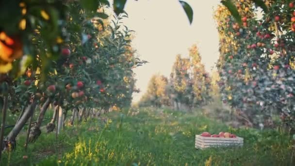 Äppelträdgård. Bevattningssystem. närbild. automatisk bevattningssystem för sprinkler som arbetar i äppelträdgården, vid solnedgången. Droppar av stänk vatten glittrar i solljuset. — Stockvideo