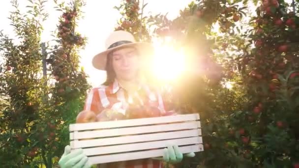 苹果收获。快乐的、面带微笑的女农场主，身穿格子呢衬衫，头戴格子帽，拿着一盒刚刚摘好的红苹果，沿着苹果树走着，闪烁着太阳。苹果种植。园艺. — 图库视频影像