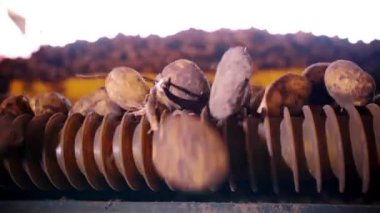 Patates hasadı. Yakın plan. Otomatik, kuru yapraklardan toplanmış taze patatesleri temizleme makinesi, taşıyıcı banttaki kök kalıntıları. Tarım teknolojileri. Otomatik tarım.