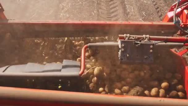 감자 수확. 감자 수확기. 클로즈업. 특별 한 농기구를 사용하여 농장 밭에서 감자를 수확하는 기계화 된 과정. — 비디오