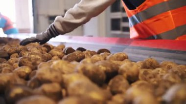 Patates hasadı. Patates ayıklama. Yakın plan. Yetenekli işçiler, eldivenler, yeni toplanmış patatesleri sıralamak ve toplamak, taşıyıcı bant makinesinde. Patates ayıklamak için üretim hattı. tarım teknolojileri
