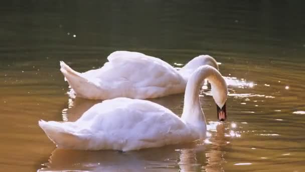 Swans graze in a pond or lake, at sunset, in the sun. close-up. summer. city park. ducks and swans are foraging on the bottom of a pond. — Stock Video
