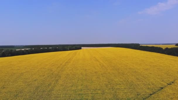 Napraforgómező. Repülj! Kiváló kilátás. légi drón videó. Egy repkedő napraforgómező felett. Virágzó sárga napraforgó a mezőn a kék ég ellen. Nyári nap. Mezőgazdaság. — Stock videók