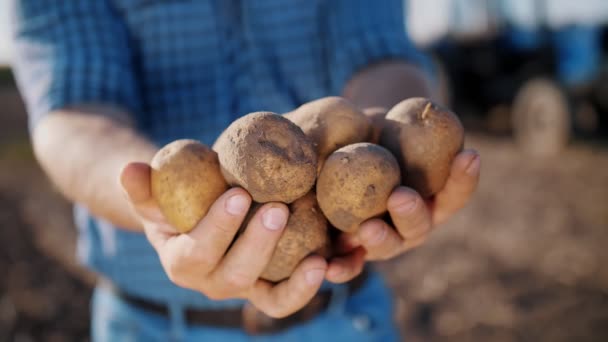 Cosecha de patatas. tubérculos de patata. Primer plano. granjero tiene en sus manos grandes tubérculos de papas recién cosechadas, en el campo de cultivo. — Vídeo de stock