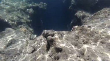 Deniz yatağı. Yakın plan. Su altında ölü mercan resifi, güneş ışığında, garip ve egzotik, tropikal balıklarla. Deniz hayatı. deniz dünyası.