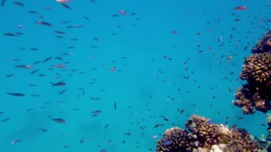 Balık sürüleri. Su altı mercan kayalıkları. sayısız farklı renkli, egzotik resif balığı mavi denizde yüzer ve güneş ışınları altında parlar. Okyanus ya da denizdeki su altı yaşamı. inanılmaz deniz manzarası.