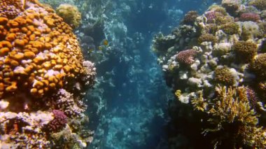 Su altı mercan kayalıkları. Güneş ışığında güzel bir deniz manzarası. Renkli, sualtı mercan bahçesi sayısız küçük, parlak, egzotik resif balığı. Deniz hayatı. Deniz dünyası, cennet