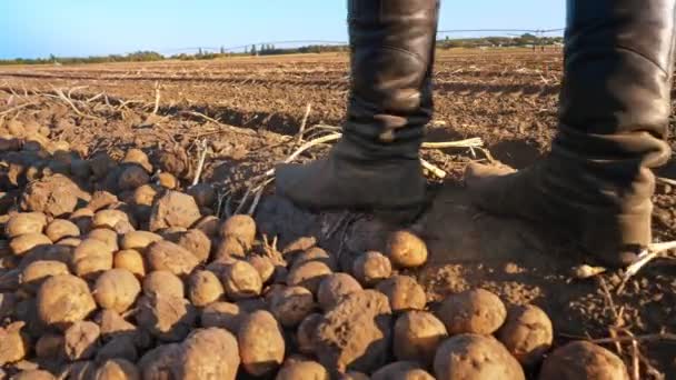 Farmer in boots walks across the field. close-up. legs in farming boots. potato harvesting. agricultural field. at sunset — Video Stock