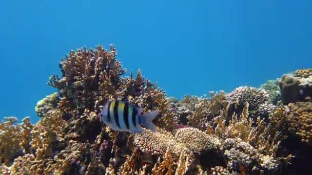 Undervattens korallrev. Vackra undervattens korall trädgård kustlandskap, i solljuset, med färgglada, exotiska, tropiska fiskar. Marint liv. havsvärlden. Undervattens friska korall trädgård. — Stockvideo