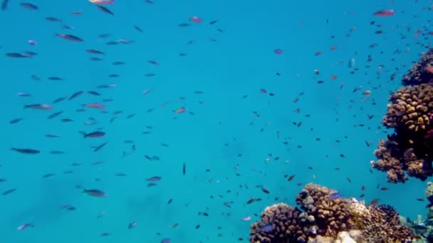 Escuelas de peces. arrecife de coral submarino. innumerables peces de arrecife coloridos y exóticos nadan en agua azul marino y brillan bajo los rayos del sol. Vida submarina en el océano o en el mar. increíble paisaje marino. — Vídeo de stock