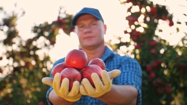 Colheita de maçã. Agricultor. apanhar maçãs maduras no pomar. fruta orgânica. cultivo de maçãs. Jardinagem. alimentos ecológicos. — Vídeo de Stock