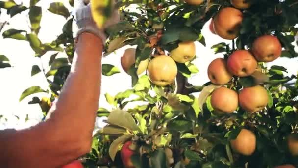 リンゴの収穫。有機果物だ。リンゴ栽培。接近中だ。リンゴの収穫だ。ガーデニング。有機食品だ。太陽のフレアでリンゴ。エコガーデン. — ストック動画