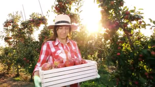 Συγκομιδή μήλων. χαρούμενη, χαμογελαστή αγρότισσα, με καρό πουκάμισο και καπέλο, κρατά ένα κουτί με φρέσκα κόκκινα μήλα, περπατώντας κατά μήκος σειρών μηλιάς, σε ηλιαχτίδα. καλλιέργεια μήλων. Κηπουρική. — Αρχείο Βίντεο