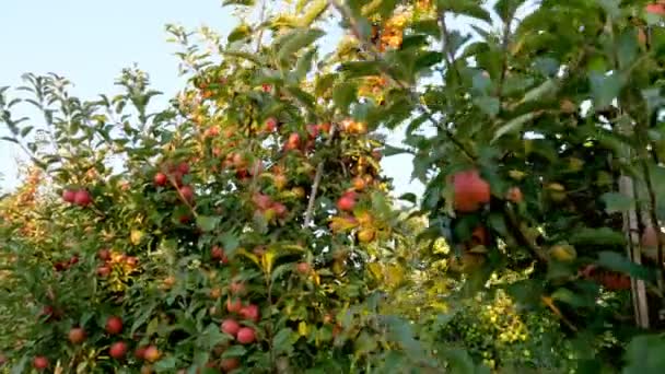 Appeltuin. appeloogst. mooie appelboomgaard met veel rijpe, rode, sappige appels op boomtakken, bij zonsondergang, in zonneschijn. biologisch fruit. eco tuin. Tuinieren. biologisch voedsel. — Stockvideo