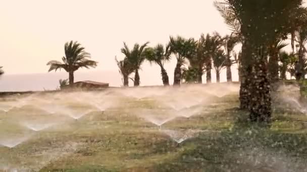 Irrigação da relva. Sistema de irrigação de relva. Aspersor de relva. sistema de irrigação. aspersores de água estão trabalhando, regando grama gramado no jardim tropical com palmeiras. — Vídeo de Stock