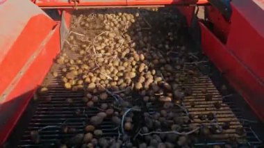 Patates hasadı. Patates biçme makinesi. Patates hasadının mekanize edilmesi, özel tarımsal ekipman kullanılması, patates hasadı taşıyan traktör, bir tarlada.
